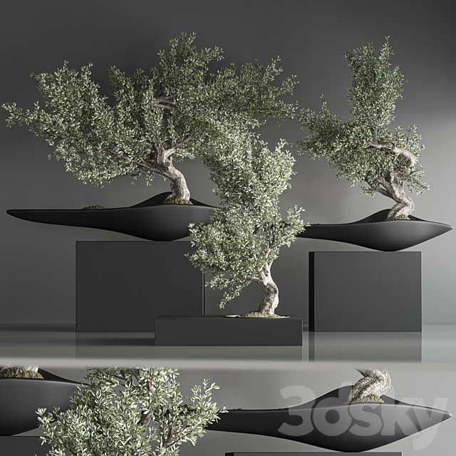 indoor plant bonsai set 35 3DS Max Model - thumbnail 3