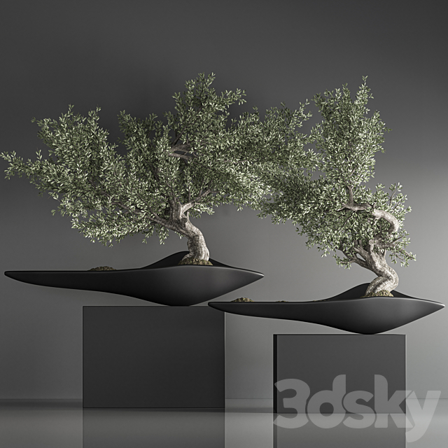 indoor plant bonsai set 35 3DS Max Model - thumbnail 4