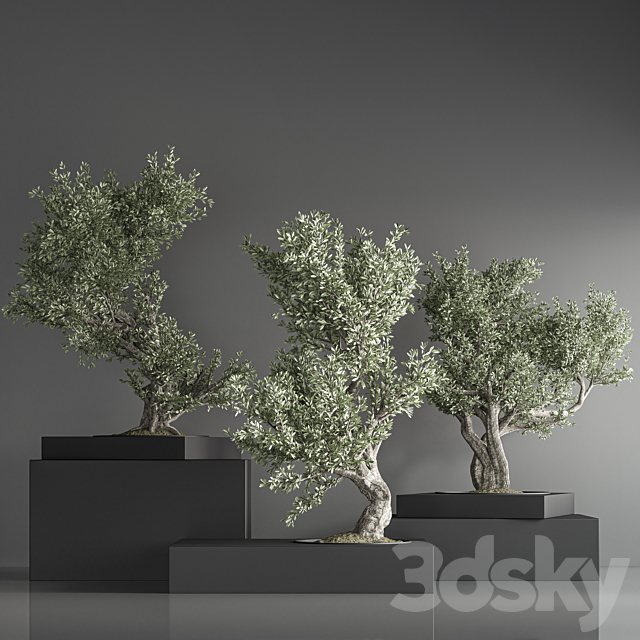 indoor plant bonsai set 35 3DS Max Model - thumbnail 5