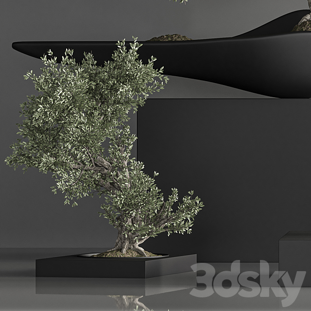 indoor plant bonsai set 35 3DS Max Model - thumbnail 6