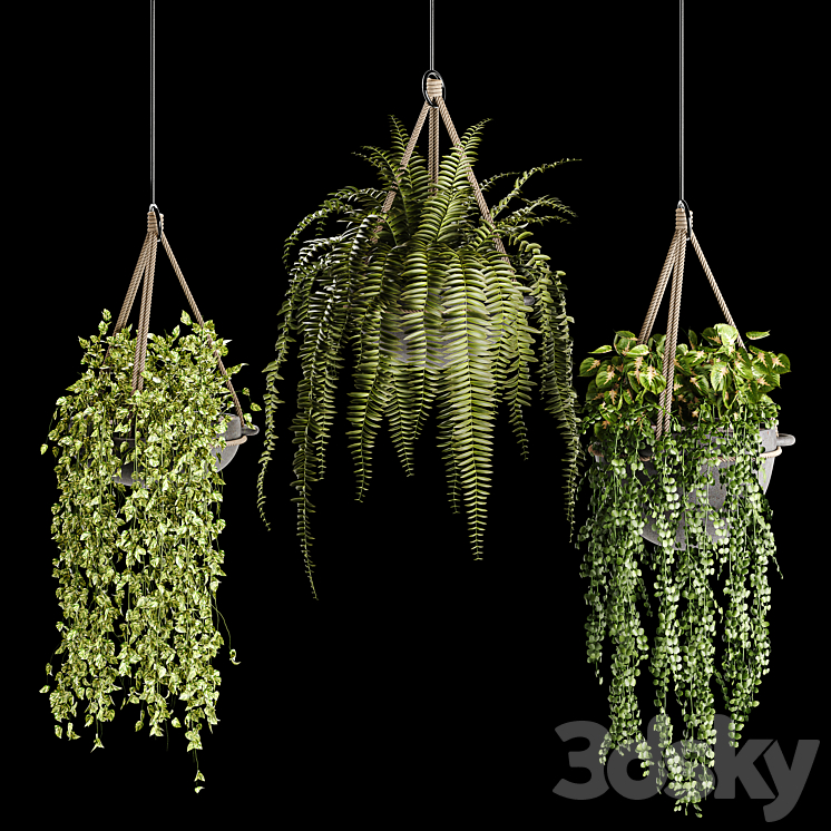 Indoor plant collection 02 3DS Max - thumbnail 1