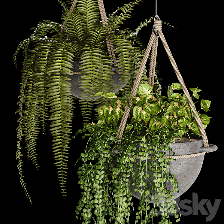 Indoor plant collection 02 3DS Max - thumbnail 2