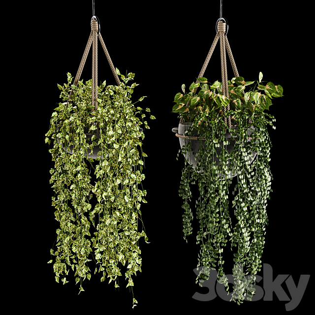 Indoor plant collection 02 3DSMax File - thumbnail 3