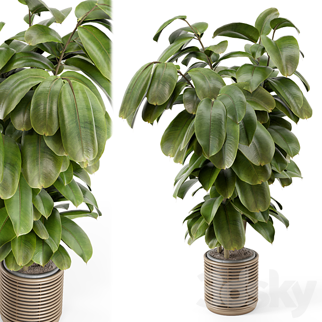 Indoor Plant in Natural Rattan Pot on Wood Base – Set 1071 3DSMax File - thumbnail 1