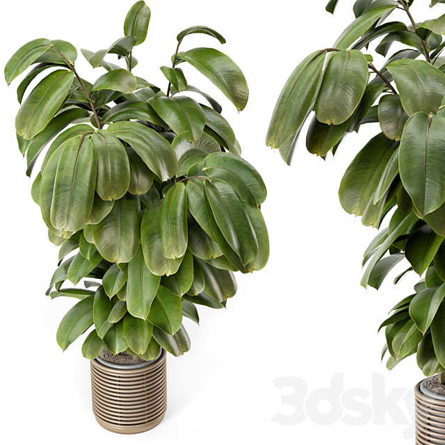 Indoor Plant in Natural Rattan Pot on Wood Base – Set 1071 3DSMax File - thumbnail 2