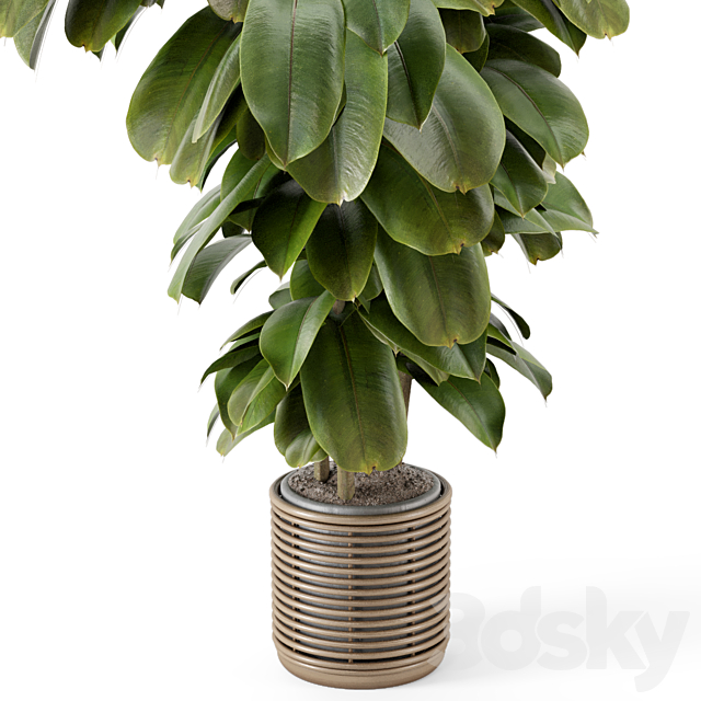 Indoor Plant in Natural Rattan Pot on Wood Base – Set 1071 3DSMax File - thumbnail 4