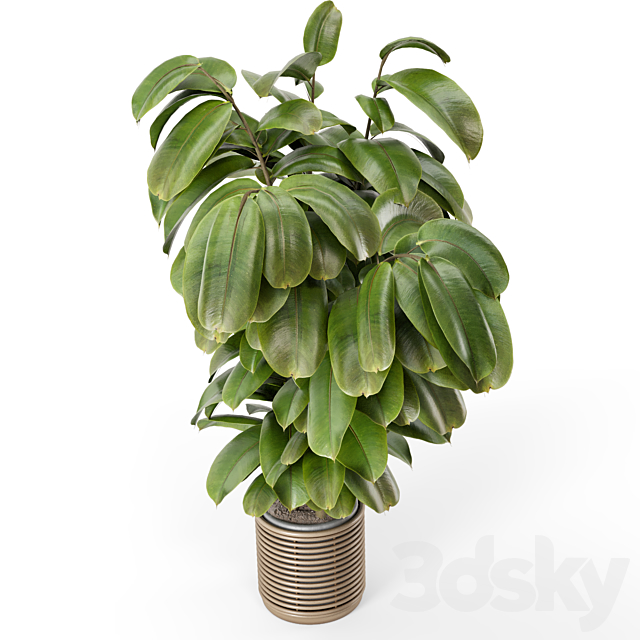 Indoor Plant in Natural Rattan Pot on Wood Base – Set 1071 3DSMax File - thumbnail 5