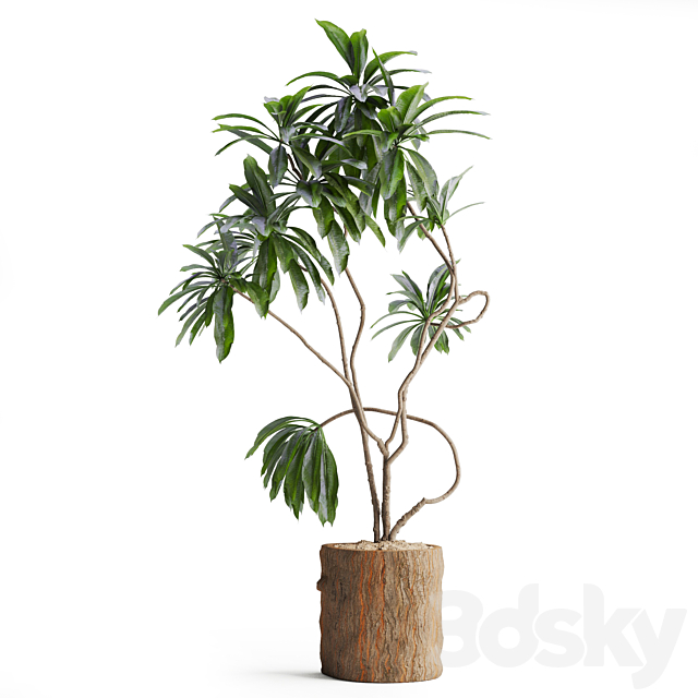 Indoor Plant in Wooden Pot 3DS Max Model - thumbnail 2