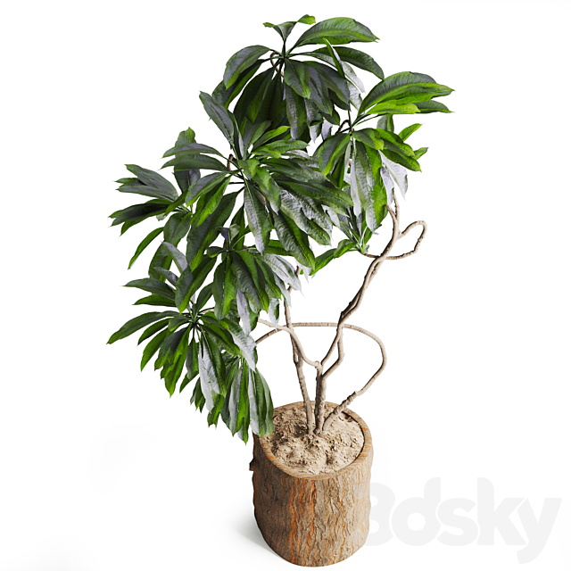 Indoor Plant in Wooden Pot 3DS Max Model - thumbnail 4