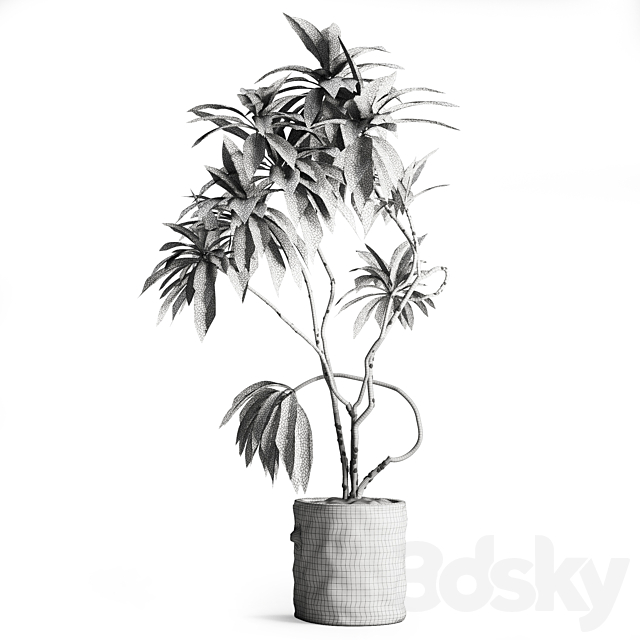 Indoor Plant in Wooden Pot 3DS Max Model - thumbnail 5