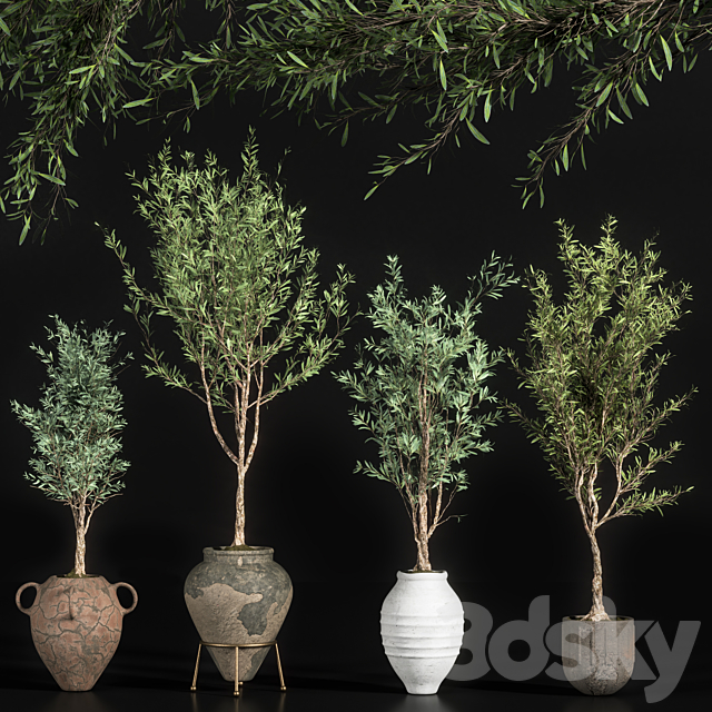 indoor plant olive set 01 3DSMax File - thumbnail 1