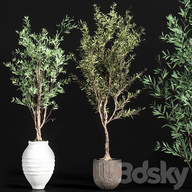 indoor plant olive set 01 3DSMax File - thumbnail 2