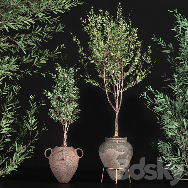 indoor plant olive set 01 3DSMax File - thumbnail 3