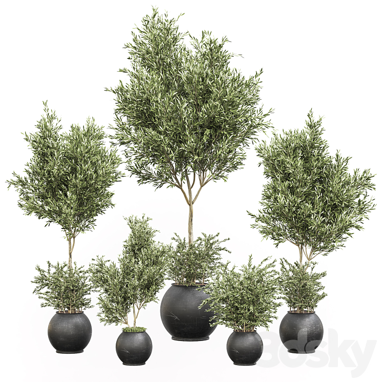 indoor plant olive set 02 3DS Max - thumbnail 1