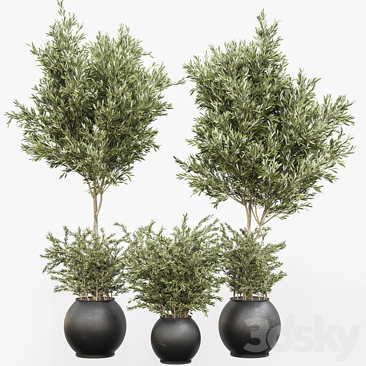 indoor plant olive set 02 3DS Max - thumbnail 2