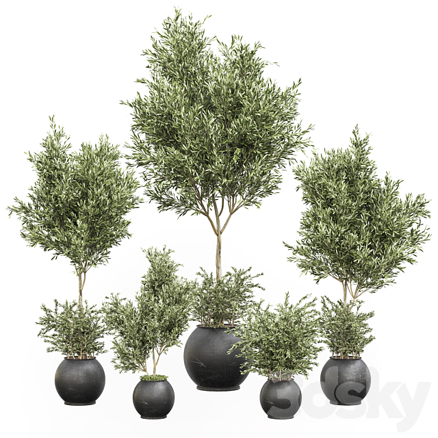 indoor plant olive set 02 3DSMax File - thumbnail 1