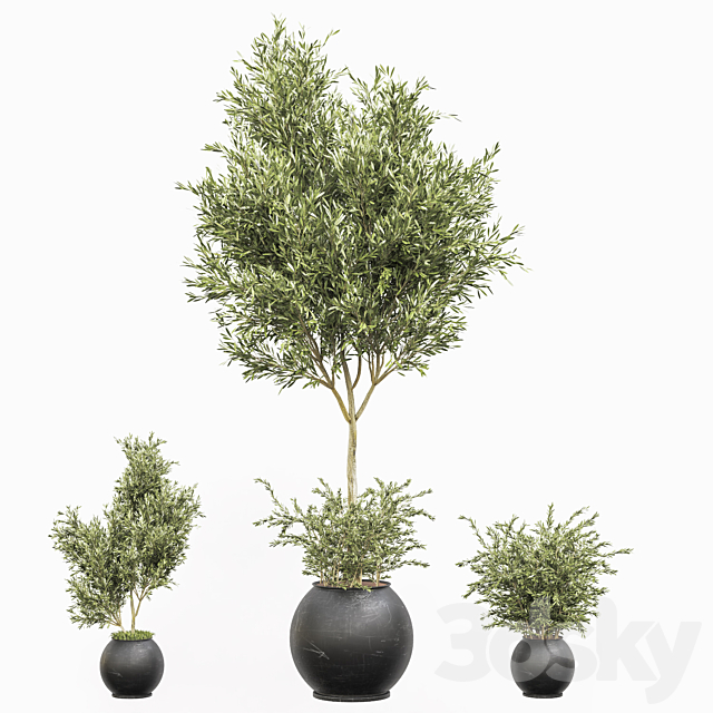 indoor plant olive set 02 3DSMax File - thumbnail 3