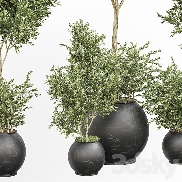 indoor plant olive set 02 3DSMax File - thumbnail 4