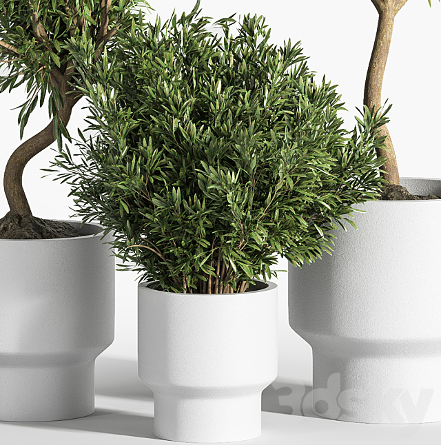 indoor plant olive set 04 3DS Max Model - thumbnail 2