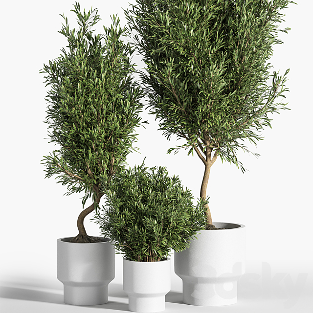 indoor plant olive set 04 3DS Max Model - thumbnail 3