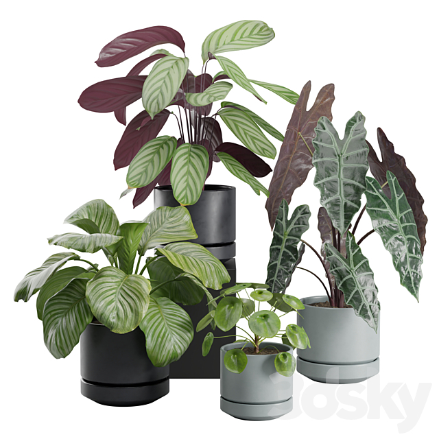 Indoor Plant Pack 30 3ds Max - thumbnail 1