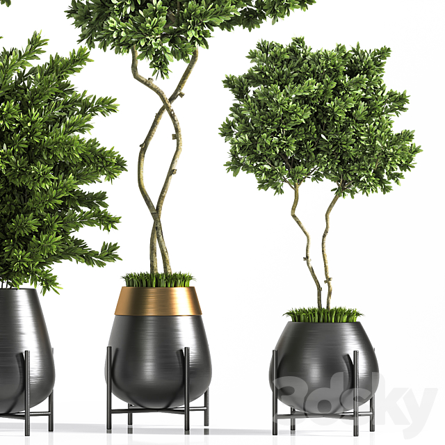 indoor plant set 01 3DS Max Model - thumbnail 3