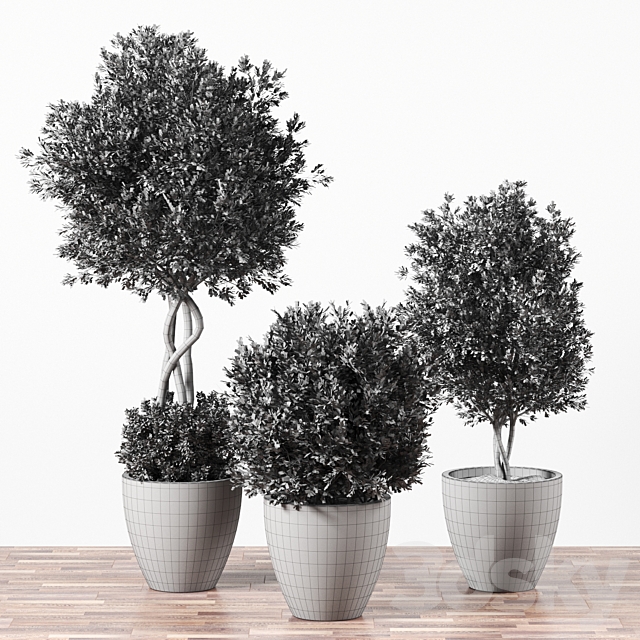 Indoor Plant Set 01 3DS Max Model - thumbnail 3