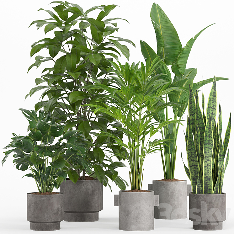 indoor plant set 013 3DS Max Model - thumbnail 1