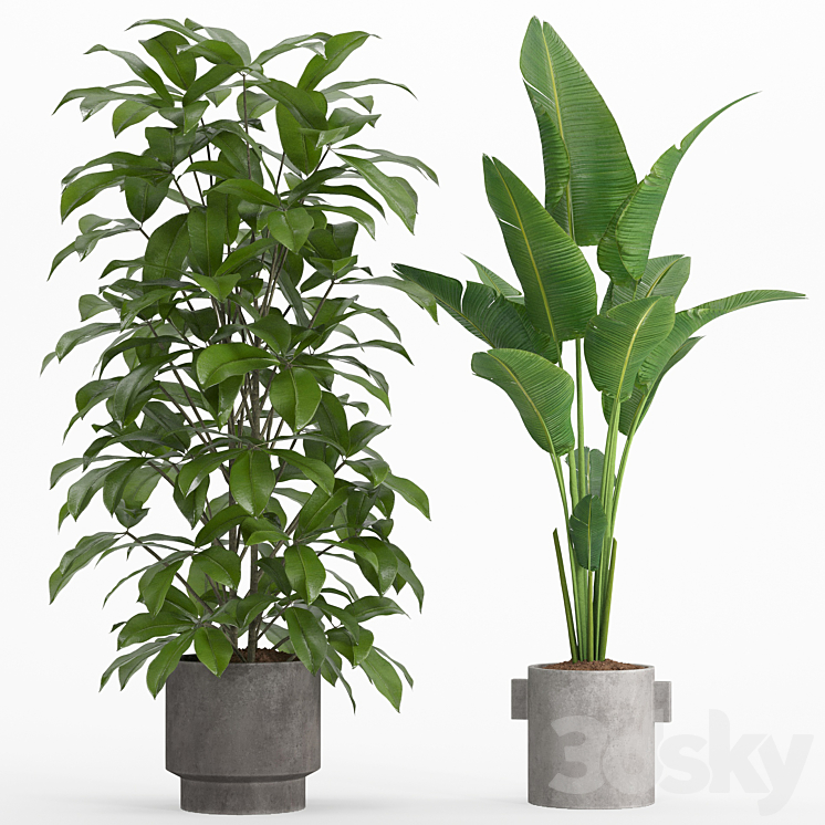 indoor plant set 013 3DS Max Model - thumbnail 2