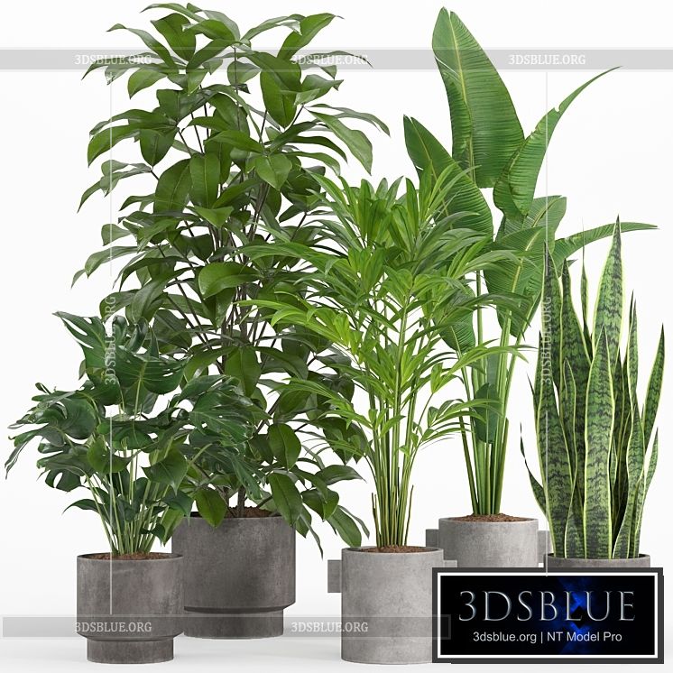 indoor plant set 013 3DS Max - thumbnail 3