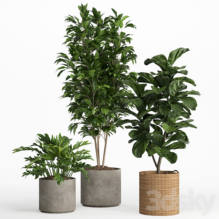 indoor plant set 014 3DS Max Model - thumbnail 2