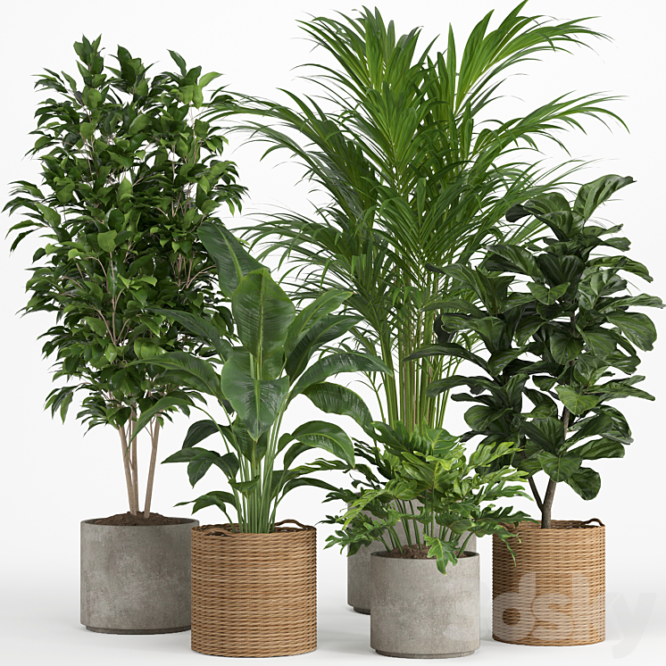 indoor plant set 014 3DS Max Model - thumbnail 3