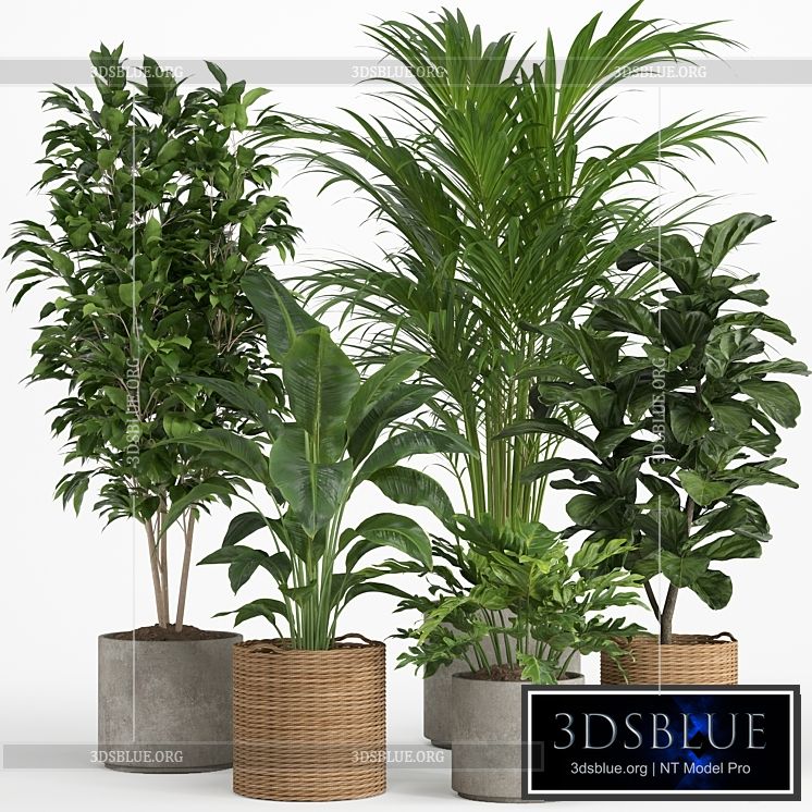 indoor plant set 014 3DS Max - thumbnail 3