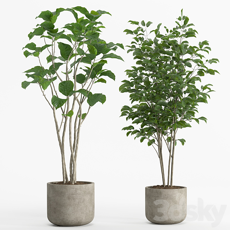 indoor plant set 017 3DS Max Model - thumbnail 2