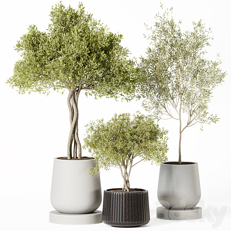 Indoor Plant Set 019 3DS Max - thumbnail 2