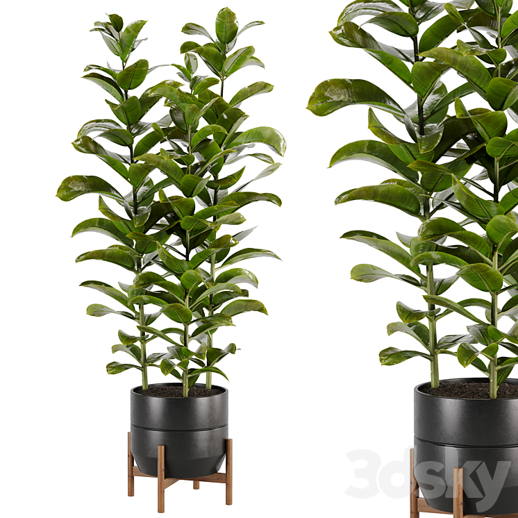 indoor plant Set 02 3DS Max - thumbnail 1