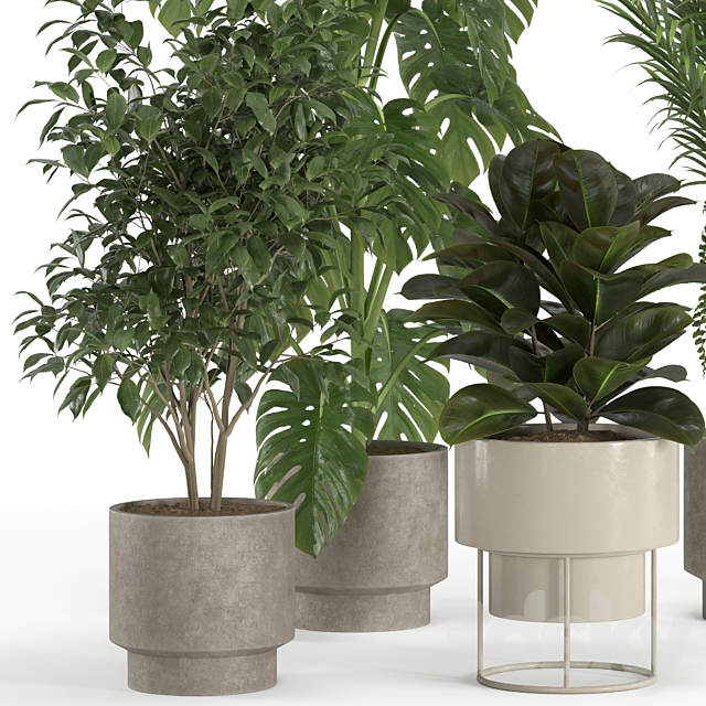 indoor plant set 021 3ds Max - thumbnail 2