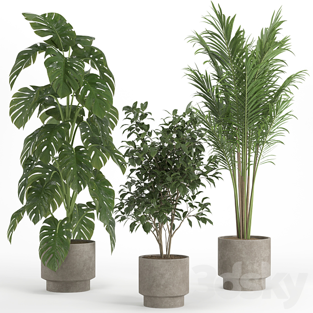 indoor plant set 021 3ds Max - thumbnail 3