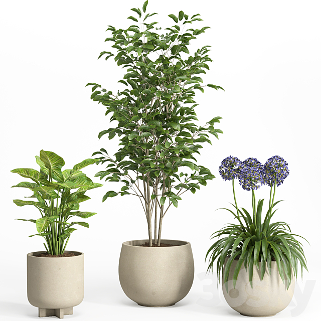 indoor plant set 026 3ds Max - thumbnail 2