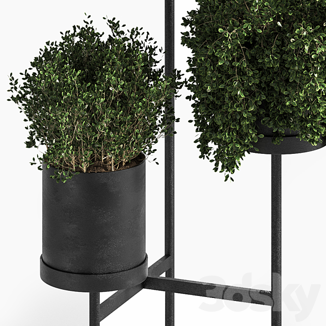 Indoor Plant Set 03 3DS Max Model - thumbnail 2