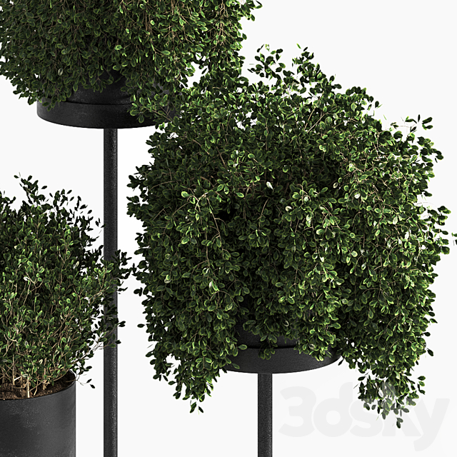 Indoor Plant Set 03 3DS Max Model - thumbnail 3