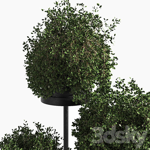 Indoor Plant Set 03 3DS Max Model - thumbnail 4