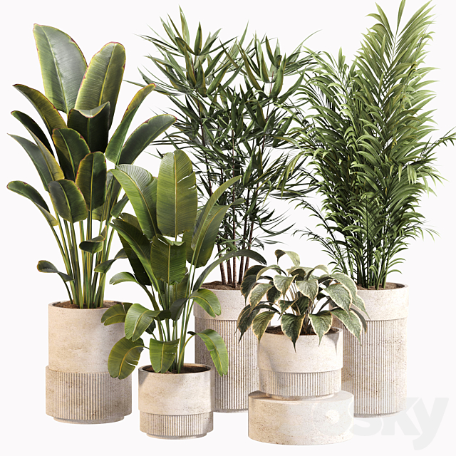 Indoor Plant Set 031 3ds Max - thumbnail 1