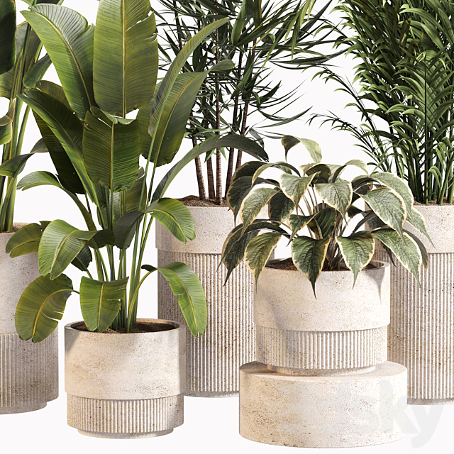 Indoor Plant Set 031 3ds Max - thumbnail 2