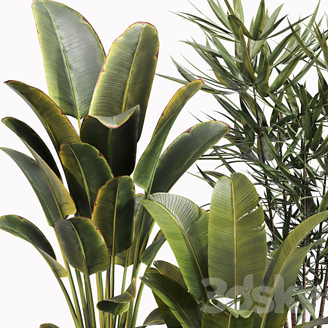 Indoor Plant Set 031 3ds Max - thumbnail 3