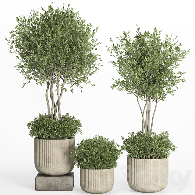 indoor plant set 034 3ds Max - thumbnail 2