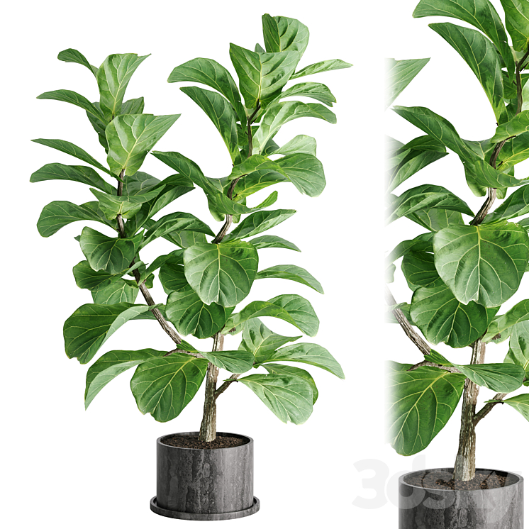 indoor plant Set 04 3DS Max Model - thumbnail 1