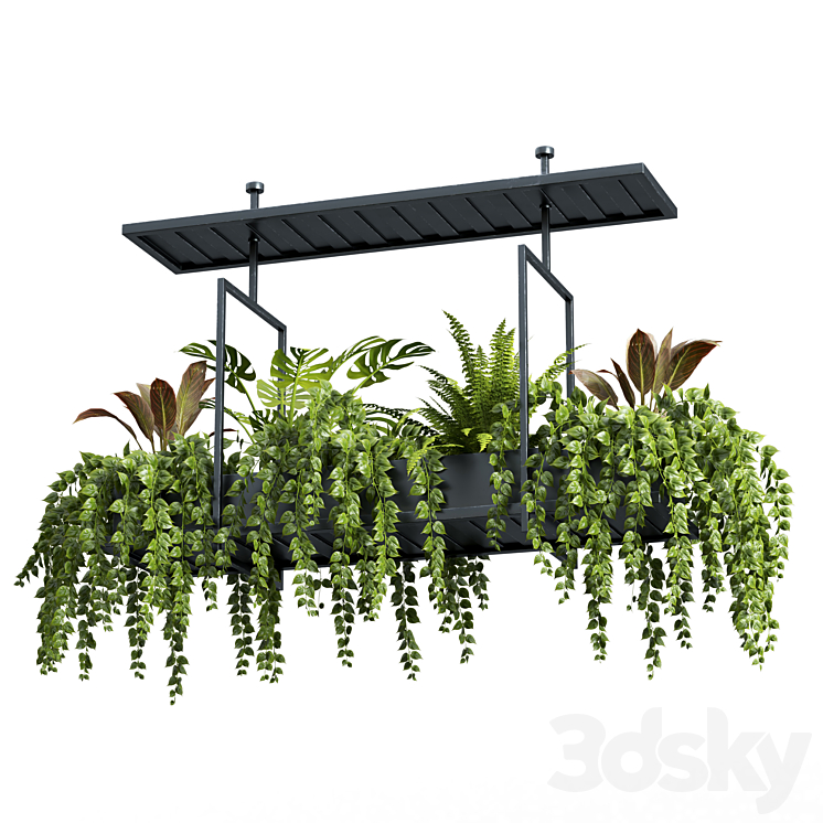 Indoor plant set 05-Hanging plants 3DS Max Model - thumbnail 1