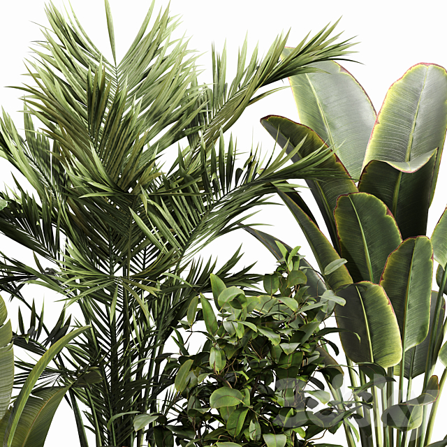 Indoor Plant Set 052 3ds Max - thumbnail 3