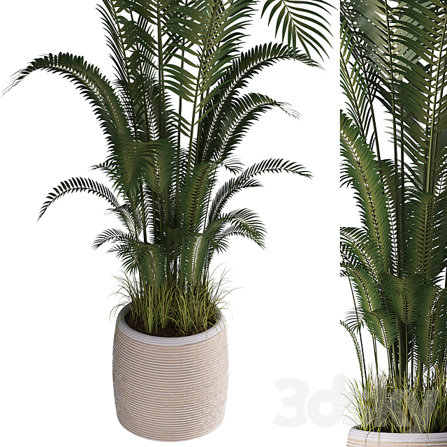 Indoor plant set 07 3ds Max - thumbnail 2